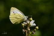 Klein geaderd witje / Green-veined White (Pieris napi)