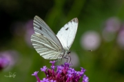 Klein geaderd witje / Green-veined White (Pieris napi)