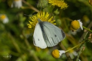 Klein koolwitje / Small White (Pieris rapae)