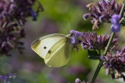 Klein koolwitje / Small White (Pieris rapae)