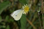 Klein koolwitje / Small White (Pieris rapae)