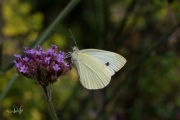 Klein koolwitje / Small White (Pieris rapae)