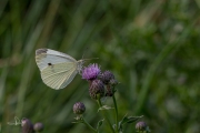 Klein koolwitje / Small White (Pieris rapae)