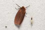 Kleine beer / Ruby Tiger (Phragmatobia fuliginosa)