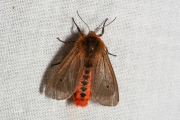 Kleine beer / Ruby Tiger (Phragmatobia fuliginosa)