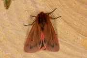 Kleine beer / Ruby Tiger (Phragmatobia fuliginosa)