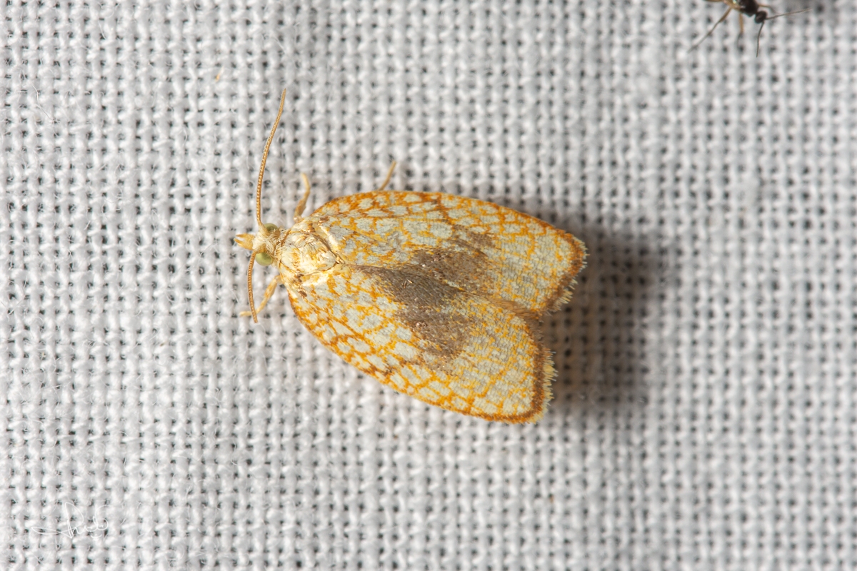 Kleine boogbladroller / Maple Leaftier Moth (Acleris forsskaleana), micro