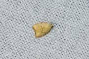 Kleine boogbladroller / Maple Leaftier Moth (Acleris forsskaleana), micro