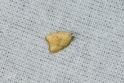 Kleine boogbladroller / Maple Leaftier Moth (Acleris forsskaleana), micro