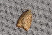 Kleine boogbladroller / Maple Leaftier Moth (Acleris forsskaleana), micro