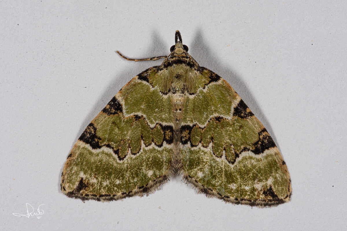 Kleine groenbandspanner / Green Carpet (Colostygia pectinataria)