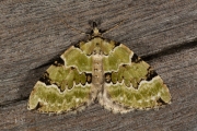 Kleine groenbandspanner / Green Carpet (Colostygia pectinataria)