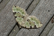 Kleine groenbandspanner / Green Carpet (Colostygia pectinataria)