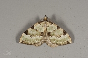 Kleine groenbandspanner / Green Carpet (Colostygia pectinataria)