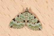 Kleine groenbandspanner / Green Carpet (Colostygia pectinataria)