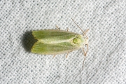 Kleine groenuil / Cream-bordered Green Pea (Earias clorana)