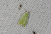 Kleine groenuil / Cream-bordered Green Pea (Earias clorana)