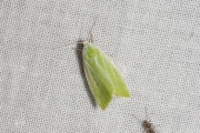Kleine groenuil / Cream-bordered Green Pea (Earias clorana)