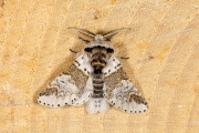 Kleine hermelijnvlinder / Sallow Kitten (Furcula furcula)