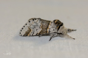 Kleine hermelijnvlinder / Sallow Kitten (Furcula furcula)