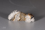 Kleine hermelijnvlinder / Sallow Kitten (Furcula furcula)