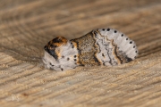 Kleine hermelijnvlinder / Sallow Kitten (Furcula furcula)