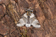 Kleine hermelijnvlinder / Sallow Kitten (Furcula furcula)