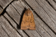 Kleine huismoeder / Least Yellow Underwing (Noctua interjecta)