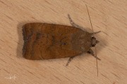 Kleine huismoeder / Least Yellow Underwing (Noctua interjecta)