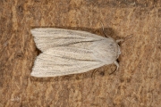 Kleine rietvink / Reed Dagger (Simyra albovenosa)