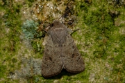 Kleine voorjaarsuil / Small Quaker (Orthosia cruda)