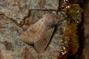 Kleine voorjaarsuil / Small Quaker (Orthosia cruda)