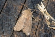 Kleine voorjaarsuil / Small Quaker (Orthosia cruda)