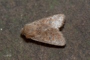 Kleine voorjaarsuil / Small Quaker (Orthosia cruda)