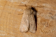 Kleine voorjaarsuil / Small Quaker (Orthosia cruda)