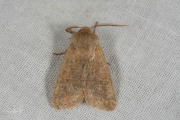 Kleine voorjaarsuil / Small Quaker (Orthosia cruda)