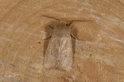 Kleine voorjaarsuil / Small Quaker (Orthosia cruda)