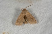 Kleine voorjaarsuil / Small Quaker (Orthosia cruda)