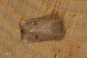 Kleine voorjaarsuil / Small Quaker (Orthosia cruda)