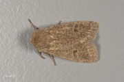 Kleine voorjaarsuil / Small Quaker (Orthosia cruda)