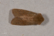 Kleine voorjaarsuil / Small Quaker (Orthosia cruda)