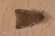 Kleine voorjaarsuil / Small Quaker (Orthosia cruda)