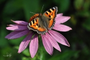 Kleine vos / Small Tortoiseshell (Aglais urticae)