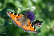 Kleine vos / Small Tortoiseshell (Aglais urticae)