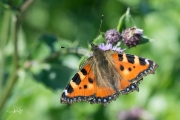 Kleine vos / Small Tortoiseshell (Aglais urticae)