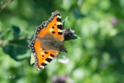 Kleine vos / Small Tortoiseshell (Aglais urticae)