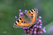 Kleine vos / Small Tortoiseshell (Aglais urticae)