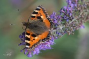 Kleine vos / Small Tortoiseshell (Aglais urticae)