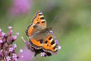 Kleine vos / Small Tortoiseshell (Aglais urticae)