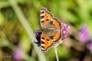 Kleine vos / Small Tortoiseshell (Aglais urticae)